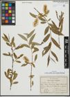Foto von Salix alba subsp. micans (Andersson) Rech. f.